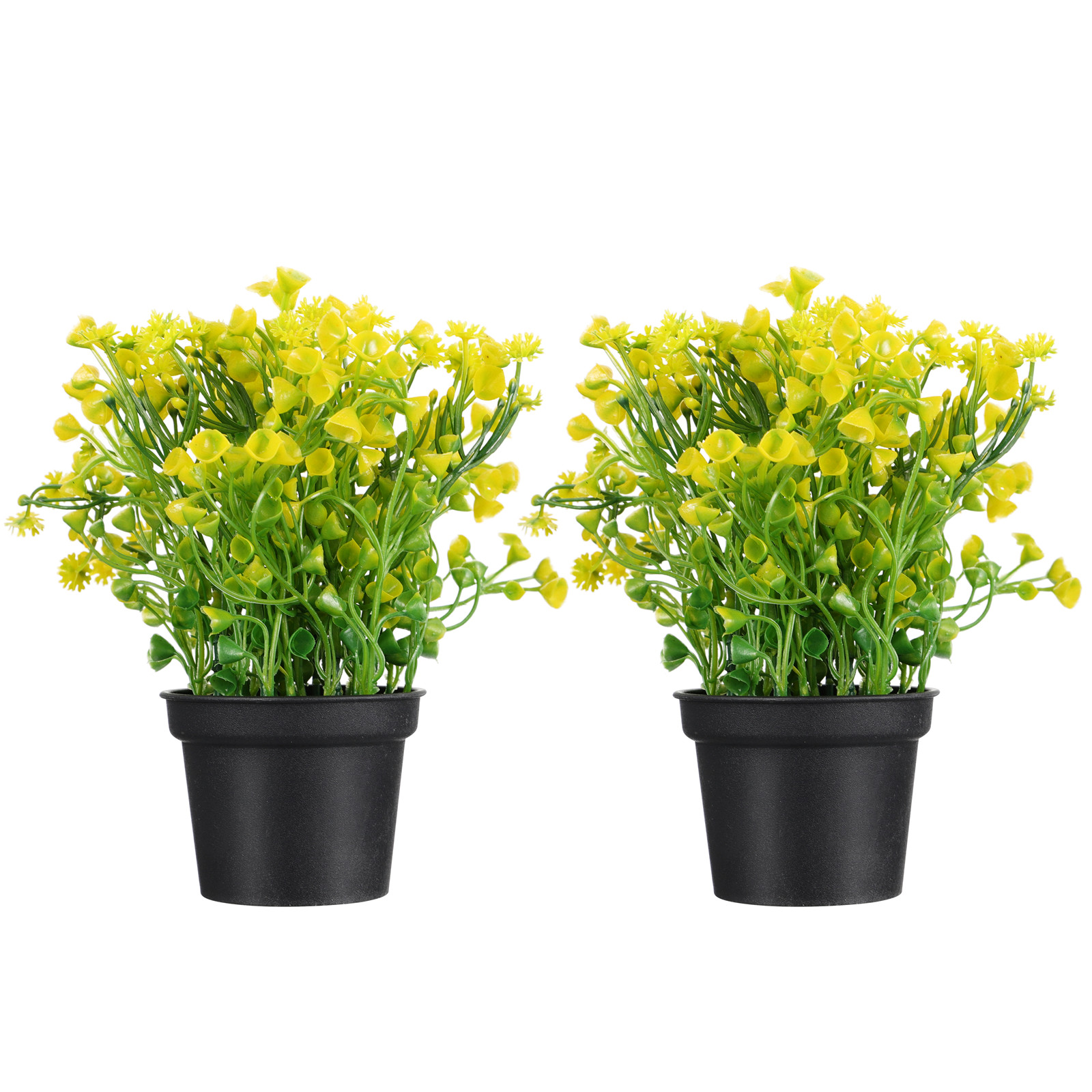 2Pcs Bonsai Rumput Lonceng Bua - Bonsai Garden Cafe ulasan dan harga