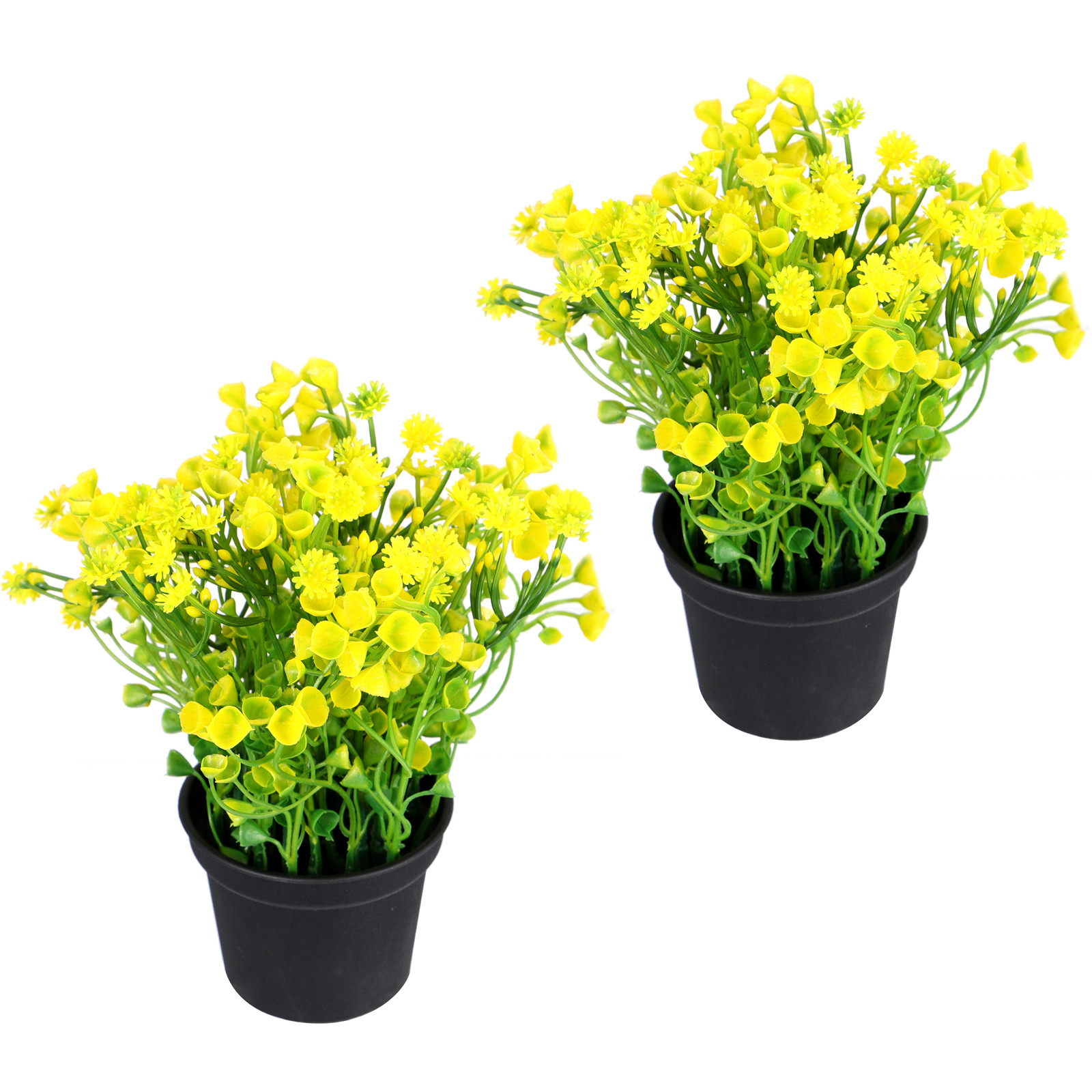 2Pcs Bonsai Rumput Lonceng Bua - Bonsai Garden Cafe ulasan dan harga
